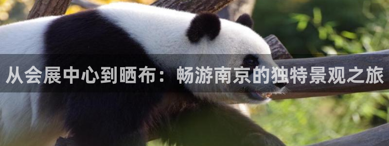 果博怎么注册账号和密码：从会展中心到晒布：畅游南京的独特景观之旅